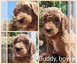 Small #5 Poodle (Standard) Mix