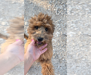 Goldendoodle (Miniature) Puppy for sale in CANYON LAKE, TX, USA