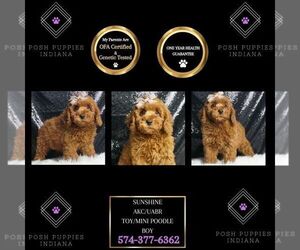 Poodle (Toy) Puppy for sale in WARSAW, IN, USA