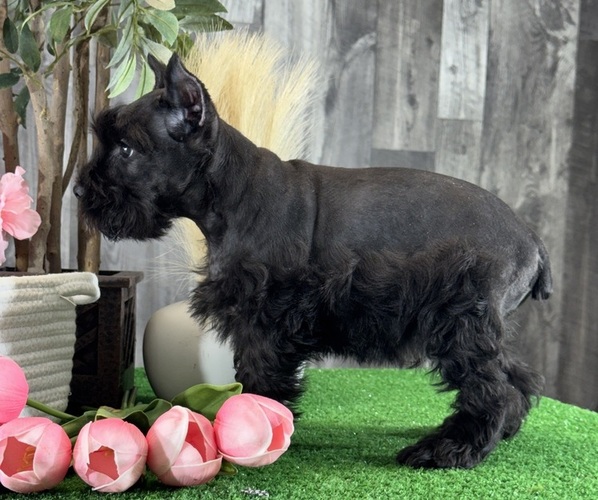 Medium Photo #5 Schnauzer (Miniature) Puppy For Sale in CANOGA, NY, USA