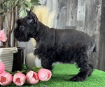 Small #4 Schnauzer (Miniature)