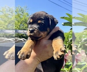 Rottweiler Puppy for sale in RESEDA, CA, USA