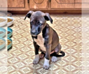 Feist Terrier-Labrador Retriever Mix Dogs for adoption in Rutherfordton, NC, USA