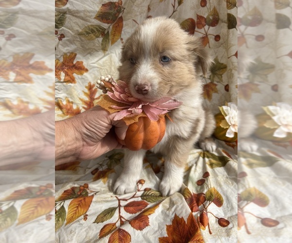 Medium Photo #5 Australian Shepherd Puppy For Sale in COTOPAXI, CO, USA