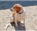 Gracie - Female Beagle Dog for Adoption - Small photo
