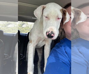 Butterscotch (AL) - Female Great Dane-Unknown Mix Dog for Adoption - Photo #2
