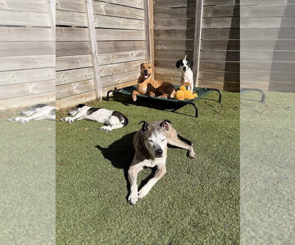 Medium Photo #11 Beagle-Unknown Mix Puppy For Sale in Arlington, VA, USA