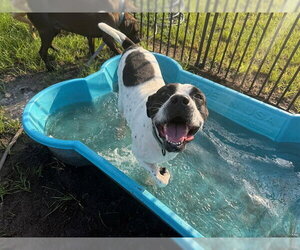 GLORIA - Female American Pit Bull Terrier-Unknown Mix Dog for Adoption - Photo #3