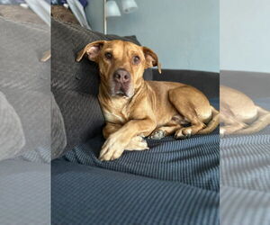 American Pit Bull Terrier-Unknown Mix Dogs for adoption in New London, WI, USA