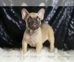 Puppy Daisy AKC French Bulldog