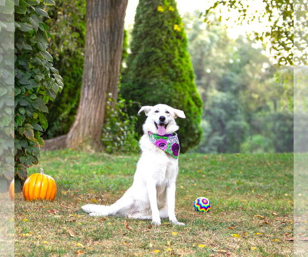 Medium Photo #10 Labrenees Puppy For Sale in Unionville, PA, USA