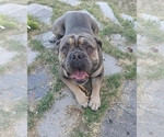 Small Photo #1 Olde English Bulldogge Puppy For Sale in TOOELE, UT, USA