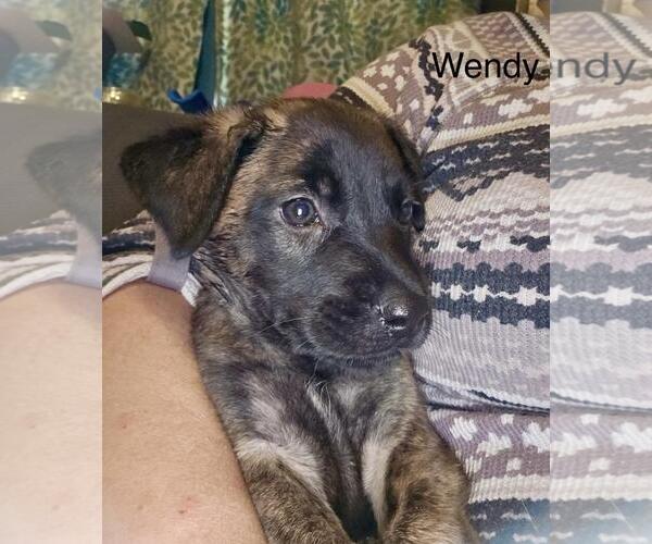 Medium Photo #3 German Shepherd Dog-Unknown Mix Puppy For Sale in Incline Village, NV, USA