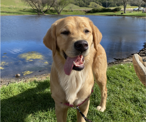 Mother of the Golden Retriever puppies born on 04/03/2025