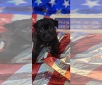 Small #9 Yorkshire Terrier