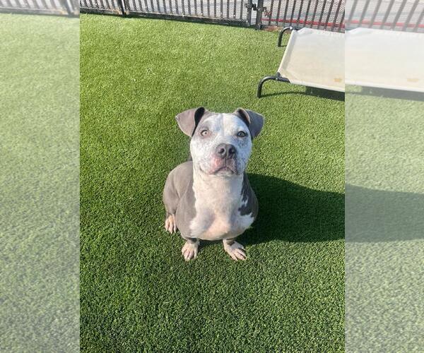 Medium Photo #2 Bulldog-Unknown Mix Puppy For Sale in Rockwall, TX, USA