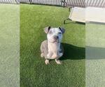 Small Photo #2 Bulldog-Unknown Mix Puppy For Sale in Rockwall, TX, USA