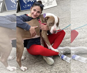 American Bulldog-American Staffordshire Terrier Mix Dogs for adoption in Decatur, GA, USA