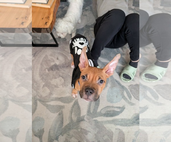 Medium Photo #8 American Bulldog-Unknown Mix Puppy For Sale in Oro Medonte, Ontario, Canada