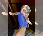 Puppy Puppy 2 American Bully