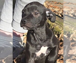 Golden Retriever-Unknown Mix Dogs for adoption in Alexander, AR, USA