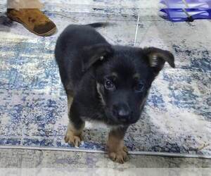 Malinois Puppy for sale in PORTLAND, OR, USA