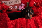 Small Photo #4 Catahoula Leopard Dog Puppy For Sale in OMAHA, NE, USA