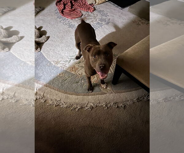 Medium Photo #1 Mutt Puppy For Sale in Woodland Hills, CA, USA