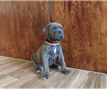 Small Photo #24 Cane Corso Puppy For Sale in APPLE VALLEY, CA, USA