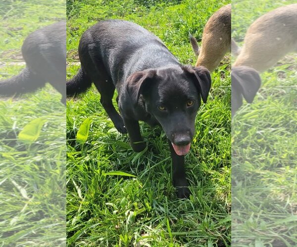 Medium Photo #3  Puppy For Sale in , 