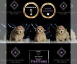 Small Photo #26 Maltipoo (Miniature) Puppy For Sale in WARSAW, IN, USA
