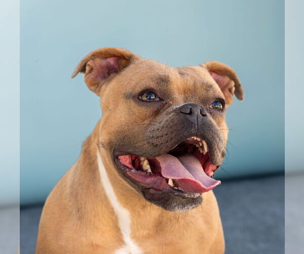 Medium Photo #1 Bulldog Puppy For Sale in Pasadena, CA, USA