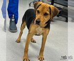 Small #1 Retriever  Mix