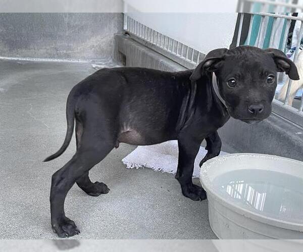 Medium Photo #1 Mutt Puppy For Sale in Pasadena, CA, USA