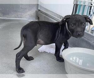 Mutt Dogs for adoption in Pasadena, CA, USA