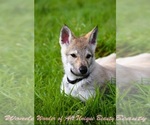 Small #6 Czech Wolfdog