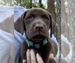 Puppy Darlene Labrador Retriever