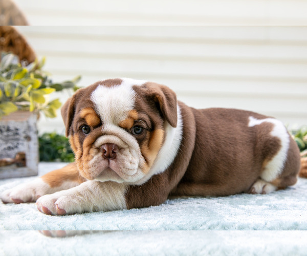 Medium Photo #7 Beabull-English Bulldog Mix Puppy For Sale in MILLERSBURG, OH, USA