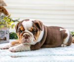Puppy Emily Beabull-English Bulldog Mix