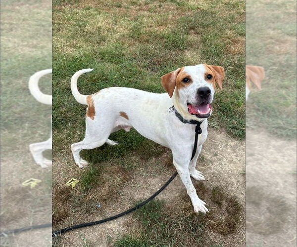 Medium Photo #3 Mutt Puppy For Sale in Evansville, IN, USA