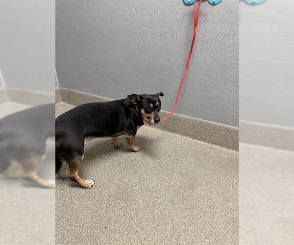 Medium Photo #1 Chihuahua-Unknown Mix Puppy For Sale in Las Vegas, NV, USA