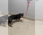 Small Chihuahua Mix