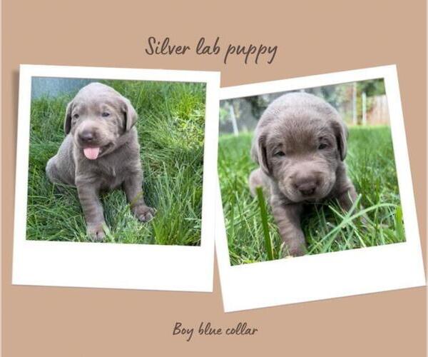 Medium Photo #1 Labrador Retriever Puppy For Sale in SIOUX FALLS, SD, USA