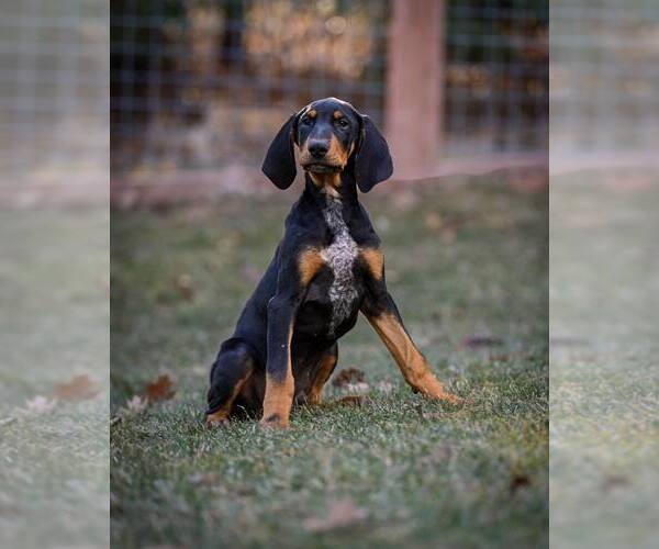 Medium Photo #1 Bluetick Coonhound-Doberman Pinscher Mix Puppy For Sale in Minneaoplis, MN, USA