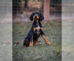 Small Bluetick Coonhound-Doberman Pinscher Mix