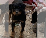 Small Photo #15 Rottweiler Puppy For Sale in YUCCA VALLEY, CA, USA