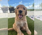 Small #2 Goldendoodle