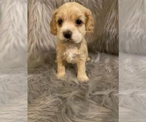 Cocker Spaniel Puppy for sale in INDIANAPOLIS, IN, USA