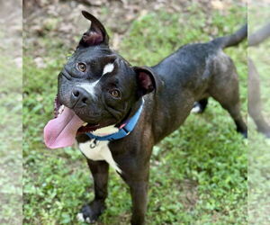American Pit Bull Terrier-Unknown Mix Dogs for adoption in Cranford, NJ, USA