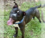 Small American Pit Bull Terrier Mix